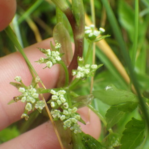 Photographie n°2433334 du taxon Apium nodiflorum (L.) Lag. [1821]