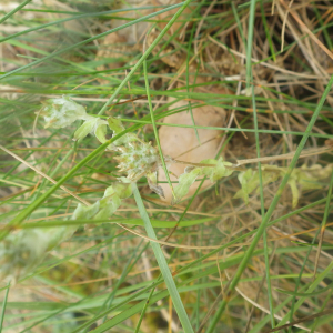 Photographie n°2433343 du taxon Filago germanica (L.) L. [1759]