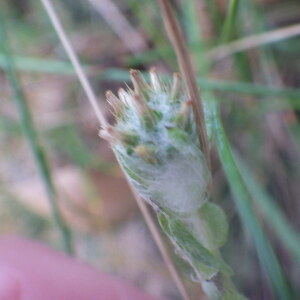 Photographie n°2433344 du taxon Filago germanica (L.) L. [1759]