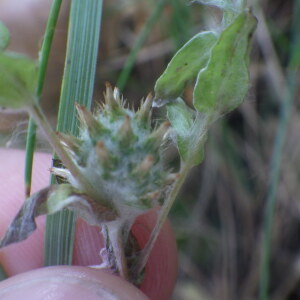 Photographie n°2433345 du taxon Filago germanica (L.) L. [1759]