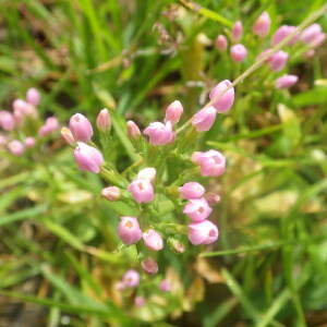 Photographie n°2433367 du taxon Asperula cynanchica L. [1753]