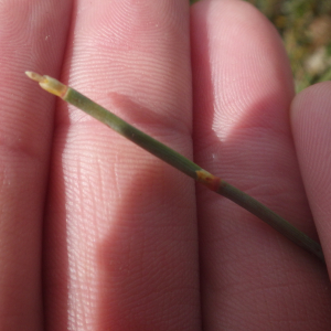  - Ephedra distachya subsp. distachya