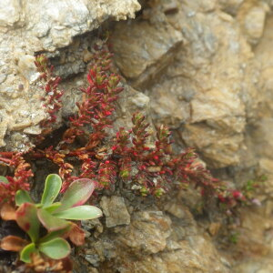 Photographie n°2433402 du taxon Herniaria ciliolata Melderis [1957]