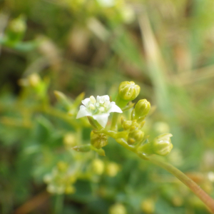 Photographie n°2433415 du taxon Thesium humifusum DC. [1815]