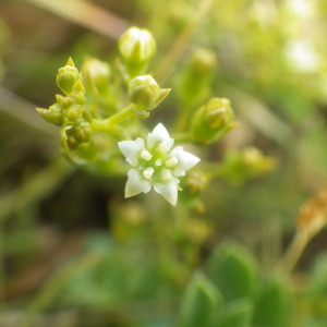 Photographie n°2433416 du taxon Thesium humifusum DC. [1815]