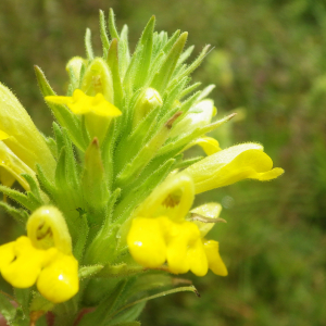 Photographie n°2433433 du taxon Parentucellia viscosa (L.) Caruel