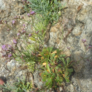 Photographie n°2433440 du taxon Limonium lychnidifolium (Girard) Kuntze [1891]