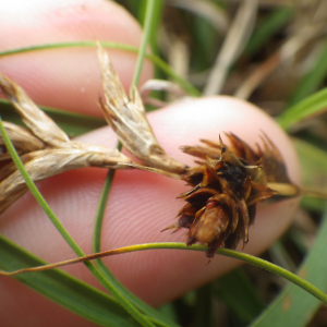  - Carex arenaria L. [1753]