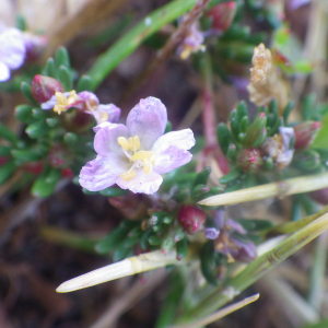 Photographie n°2433450 du taxon Frankenia laevis L. [1753]