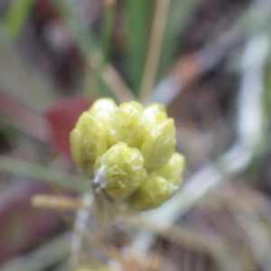 Photographie n°2433453 du taxon Helichrysum stoechas (L.) Moench [1794]