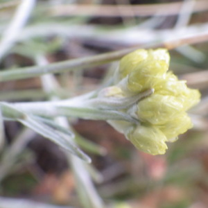 Photographie n°2433455 du taxon Helichrysum stoechas (L.) Moench [1794]