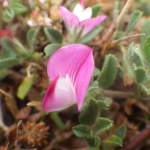  - Ononis spinosa subsp. maritima (Dumort. ex Piré) P.Fourn. [1937]