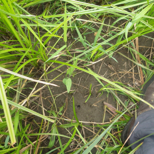 Photographie n°2433498 du taxon Ranunculus lingua L. [1753]