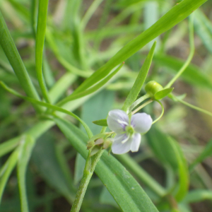 Photographie n°2433502 du taxon Veronica scutellata L. [1753]