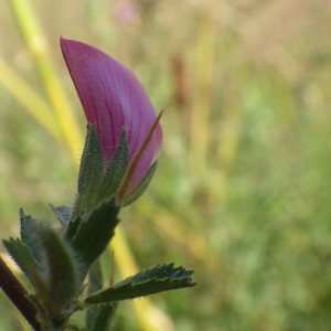 Photographie n°2433514 du taxon Ononis spinosa subsp. spinosa