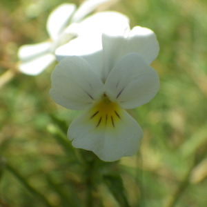 Photographie n°2433521 du taxon Viola arvensis Murray [1770]