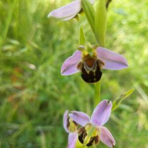 Photographie n°2433553 du taxon Ophrys apifera Huds. [1762]