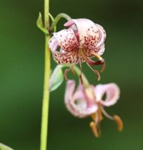 Photographie n°2433563 du taxon Lilium martagon L.