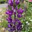  Liliane Roubaudi - Lupinus x regalis Bergmans [1924]