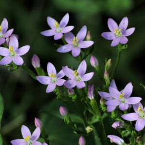  - Centaurium erythraea subsp. erythraea 