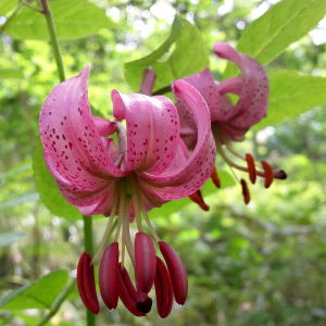 Photographie n°2433701 du taxon Lilium martagon L.