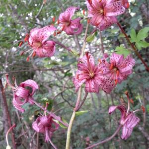 Photographie n°2433702 du taxon Lilium martagon L.