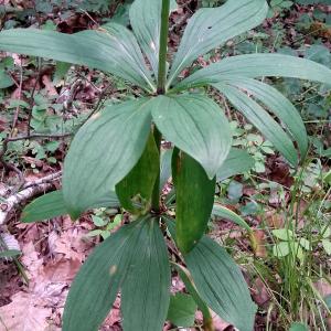 Photographie n°2433703 du taxon Lilium martagon L.