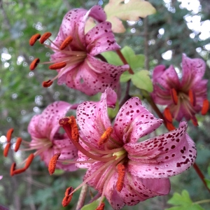 Photographie n°2433704 du taxon Lilium martagon L.