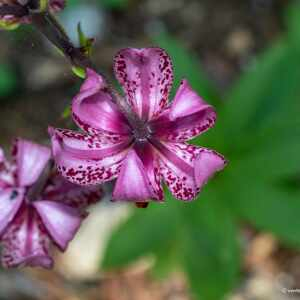 Photographie n°2433723 du taxon Lilium martagon L.