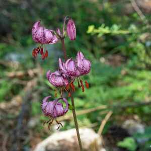 Photographie n°2433724 du taxon Lilium martagon L.