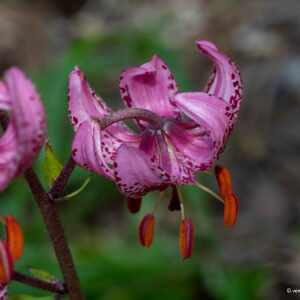 Photographie n°2433725 du taxon Lilium martagon L.