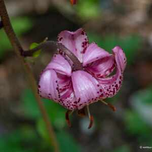 Photographie n°2433726 du taxon Lilium martagon L.