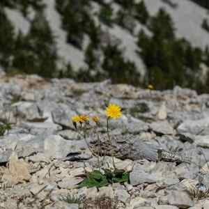 Photographie n°2433793 du taxon Hieracium leiopogon Gren. [1872]