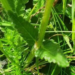 Photographie n°2433806 du taxon Betonica officinalis L.