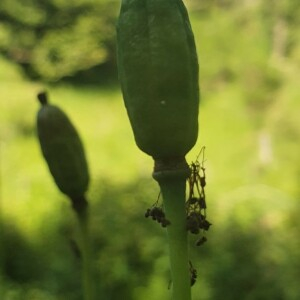 Photographie n°2433810 du taxon Meconopsis cambrica (L.) Vig.