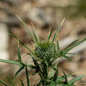 Photographie n°2433821 du taxon Cirsium Mill. [1754]