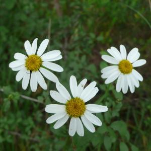 Photographie n°2433838 du taxon Tanacetum corymbosum (L.) Sch.Bip. [1844]