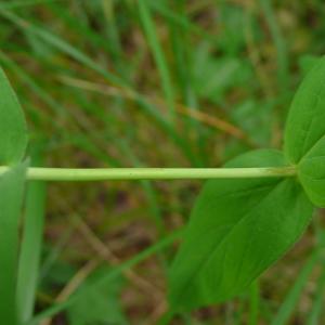 Photographie n°2433840 du taxon Hypericum montanum L. [1755]