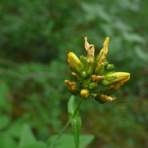 Photographie n°2433841 du taxon Hypericum montanum L. [1755]