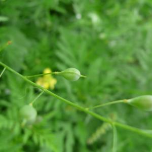  - Camelina sativa var. sativa