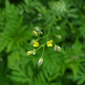  - Camelina sativa var. sativa