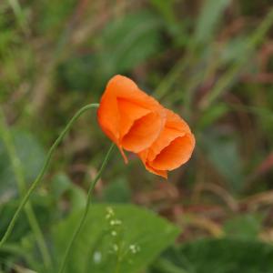 Photographie n°2433867 du taxon Papaver rhoeas L. [1753]