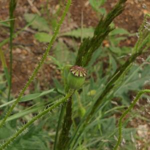 Photographie n°2433868 du taxon Papaver rhoeas L. [1753]