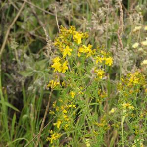 Photographie n°2433877 du taxon Hypericum perforatum L. [1753]