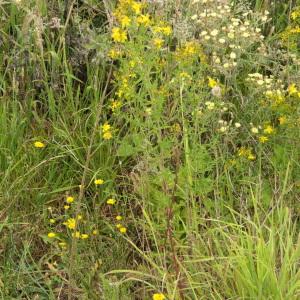 Photographie n°2433878 du taxon Hypericum perforatum L. [1753]