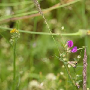 Photographie n°2433897 du taxon Vicia angustifolia L. [1759]