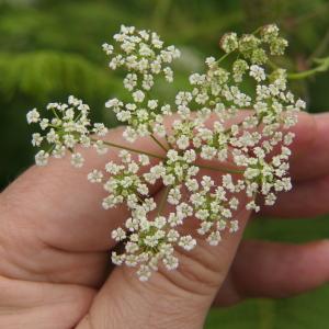 Photographie n°2433907 du taxon Chaerophyllum temulum L. [1753]