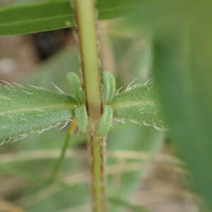 Photographie n°2433920 du taxon Prunella hyssopifolia L.