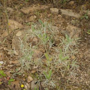 Photographie n°2433945 du taxon Lupinus angustifolius L. [1753]