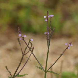 Photographie n°2433950 du taxon Verbena officinalis L. [1753]